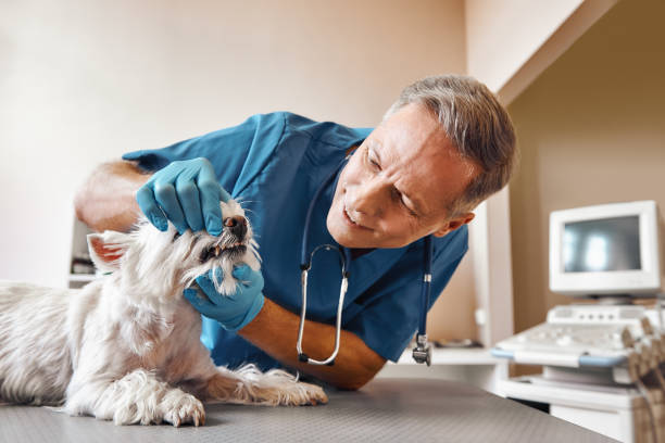 Best Same-Day Emergency Appointments in Morrice, MI